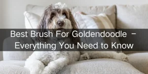 Best Brush For Goldendoodle