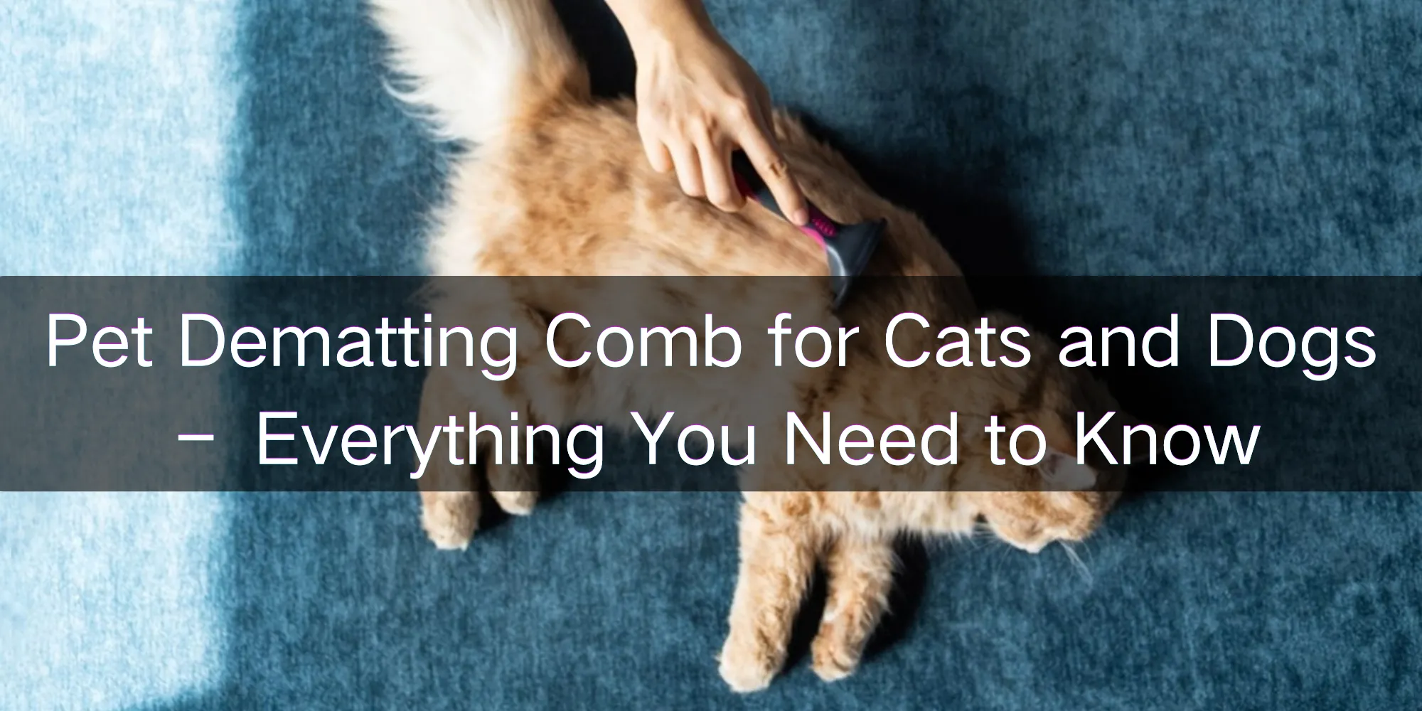 Best Brush For Cats 101