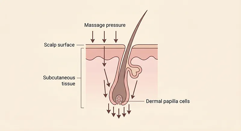 Annotated diagram showing how scalp massage applies stretching forces to dermal papilla cells beneath the scalp surface to stimulate hair follicle activity